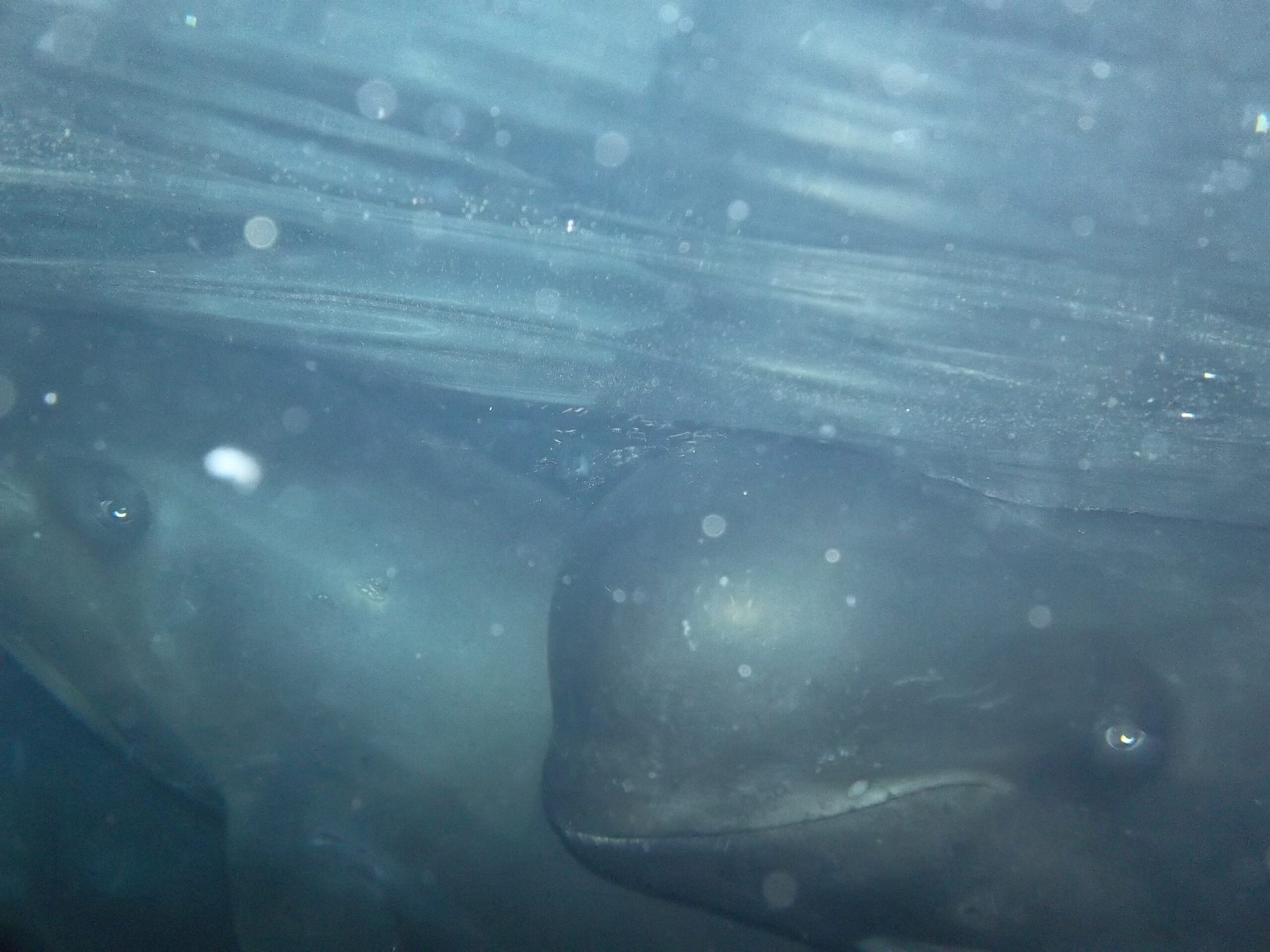 Underwater dolphins