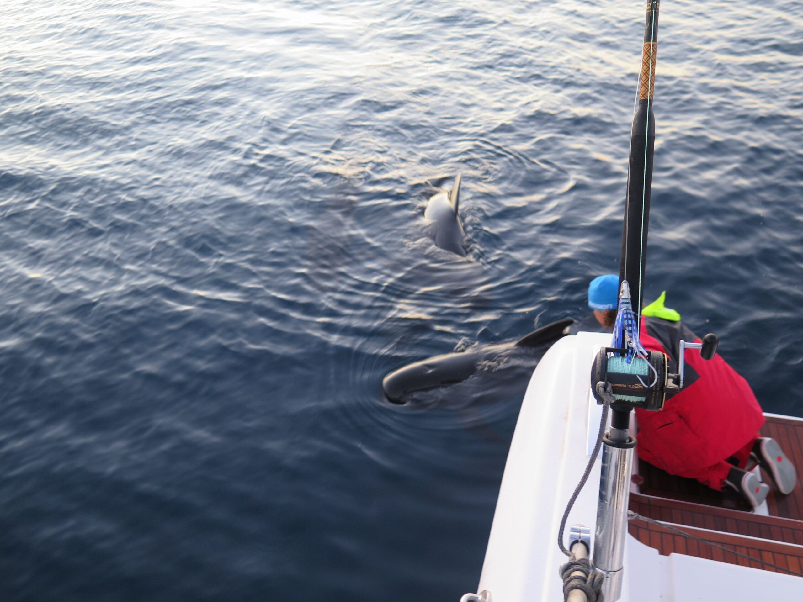 Dolphins visit